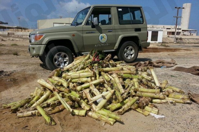 بالفيديو: على حدود السعودية.. نصف مليون طن من القات و42 الف متسلل كل ثلاثة اشهر بالفيديو: على حدود السعودية.. نصف مليون طن من القات و42 الف متسلل كل ثلاثة اشهر