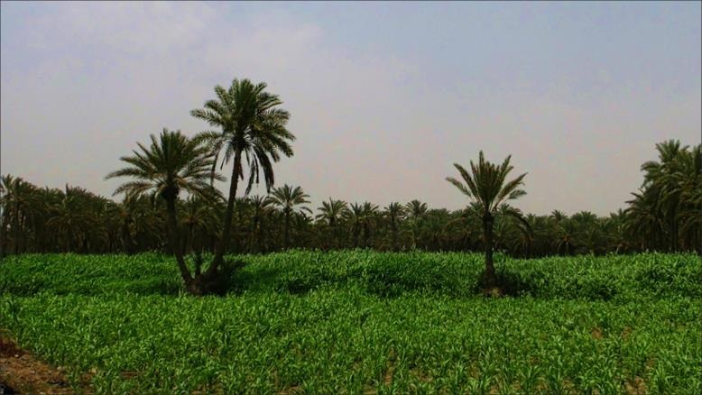 في حرب اليمن.. تلفت الثمرة وماتت أشجار النخيل