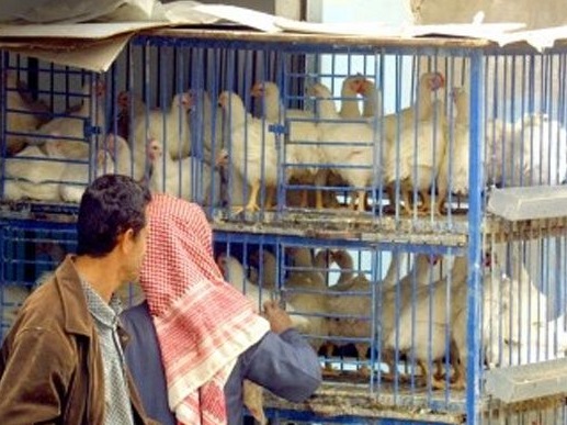 عيد اختفت ملامحه بشكل شبه تام.. يمنيون يتجهون إلى الدواجن بمثابة أضاحي