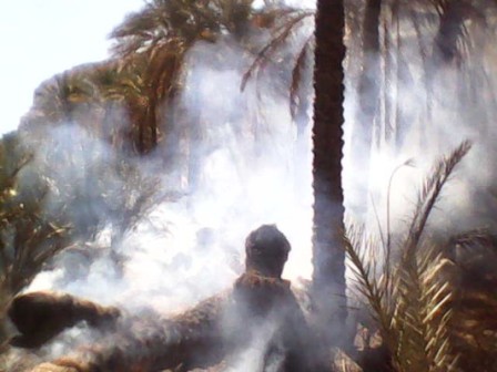 مجهولون يضرمون النار بأشجار النخيل في وادي دوعن بحضرموت