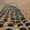 البعثة الأممية: مقتل 41 مدنيًا وإصابة 52 آخرين في حوادث الألغام في الحديدة عام 2024