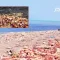 نفوق جماعي لكائنات بحرية في سواحل الحديدة وتعز والبيئة تؤكد أن الظاهرة لا ترتبط بأي تلوث